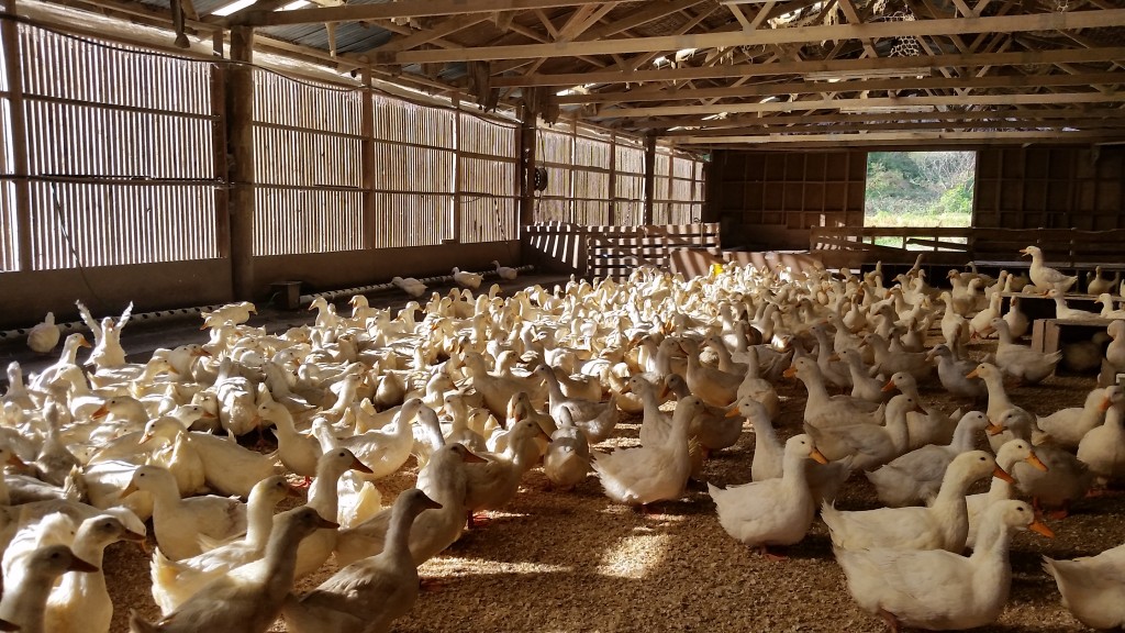 The farm housed around 2500 Pekin Duck