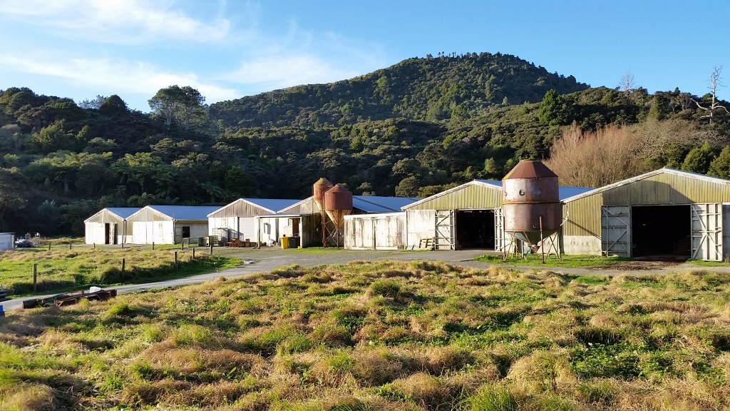 The duck farm - Mahurangi Duck Farm