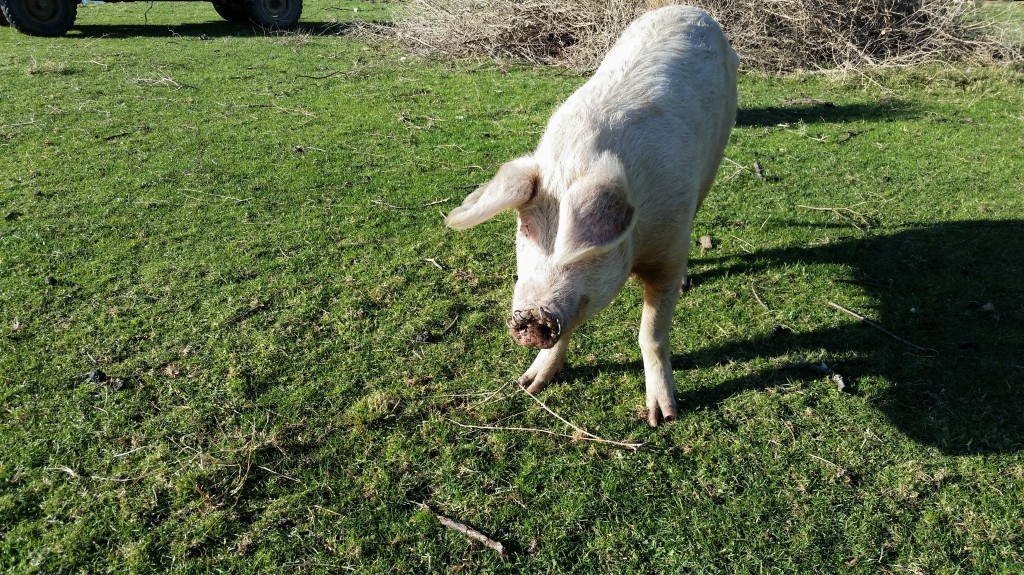The pig and her new nose rings