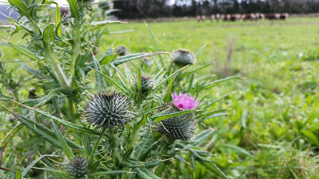 Spraying keeps the scotch thistles at bay
