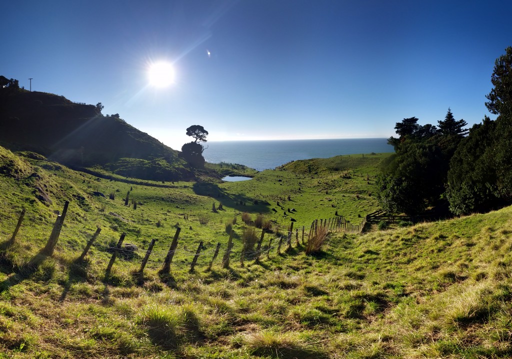 One of the many paddocks