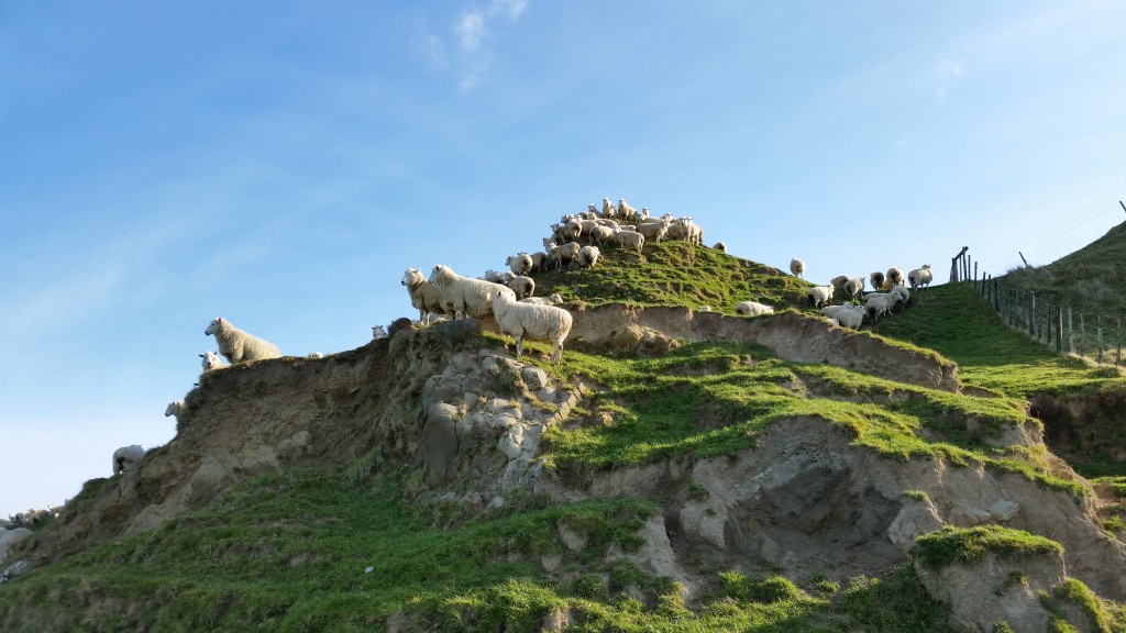 The sheep have no problem traversing the rough and uneven terrain