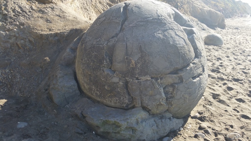 The boulders form in the cliffs facing the ocean. They are separated from the surrounding rocks and become exposed by erosion. The encasing of the boulders reminds me of a ball and socket joint, ie. your shoulder.