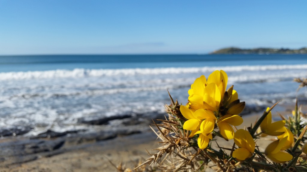 This is Ulex. Attractive yellow flowers disguise its hearty thorns.